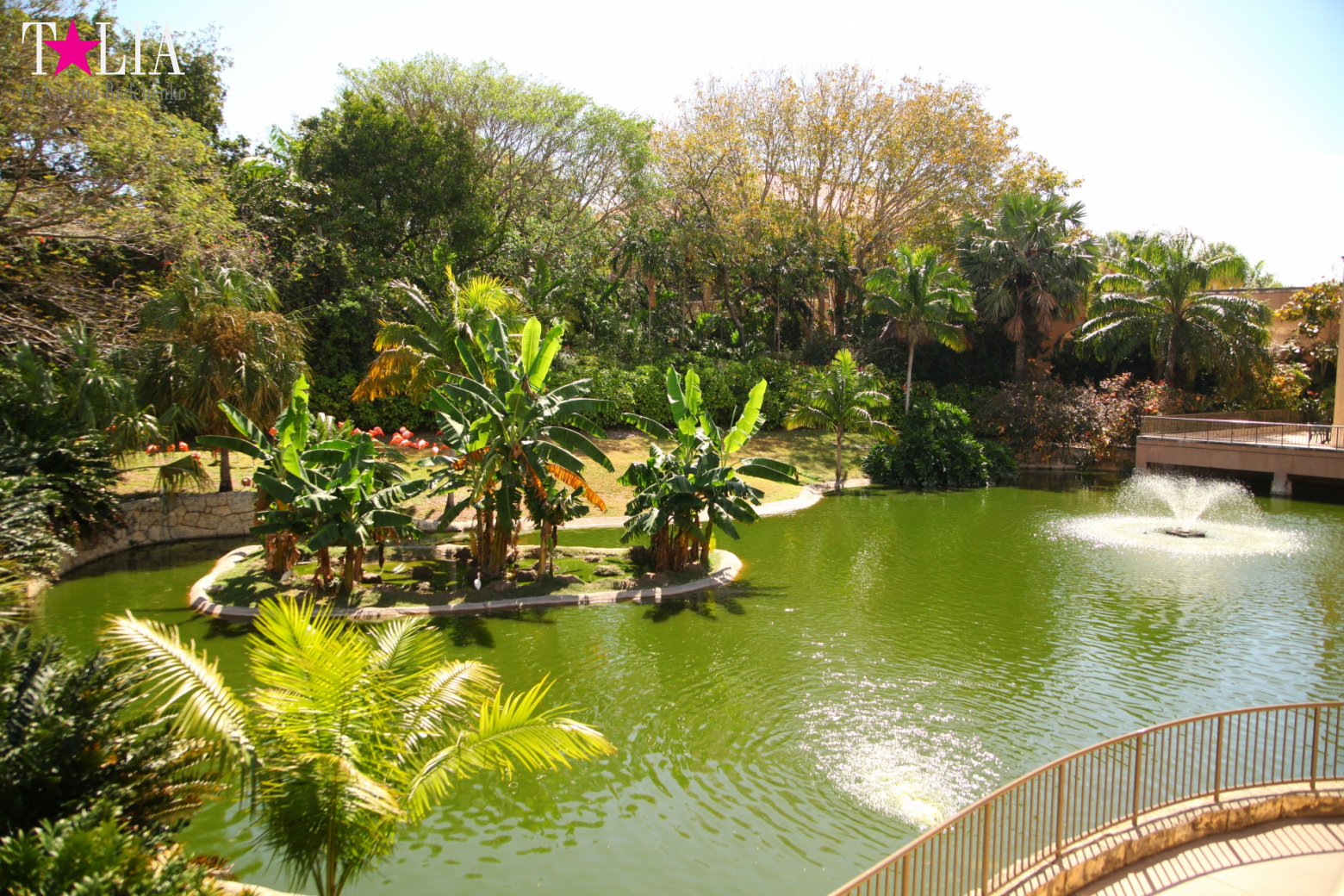 Кенгуру, тигры, черепахи и козлы Джангл Айленд, Майами, Флорида