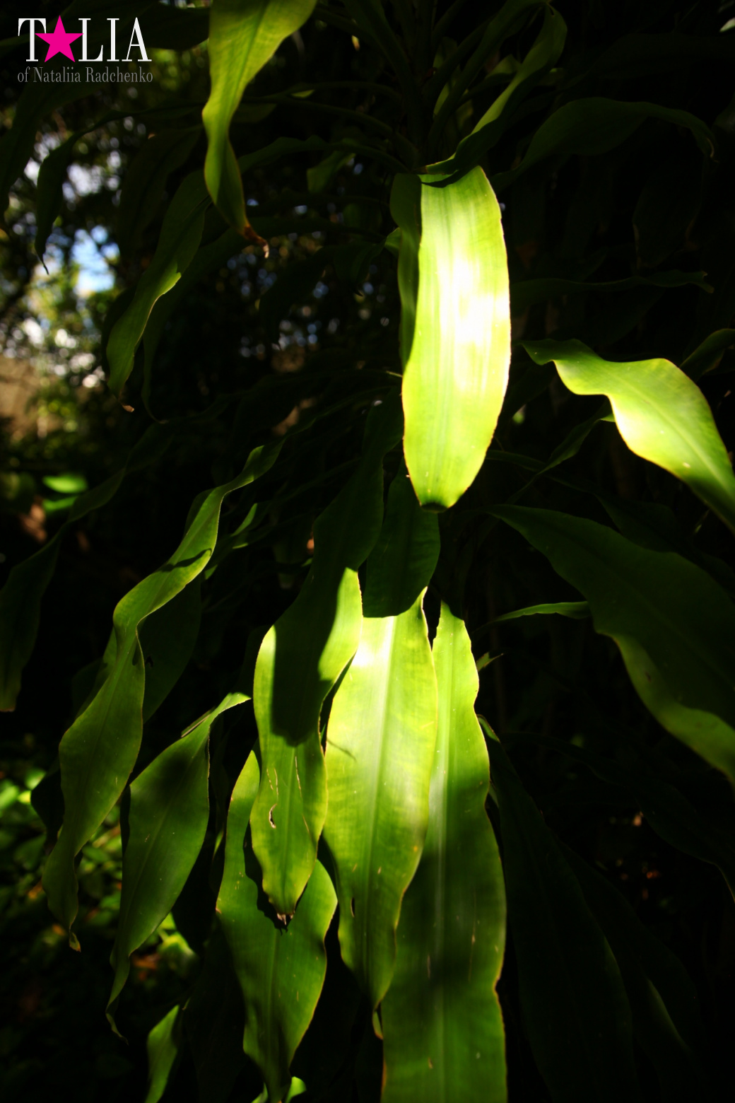 Кенгуру, тигры, черепахи и козлы Джангл Айленд, Майами, Флорида