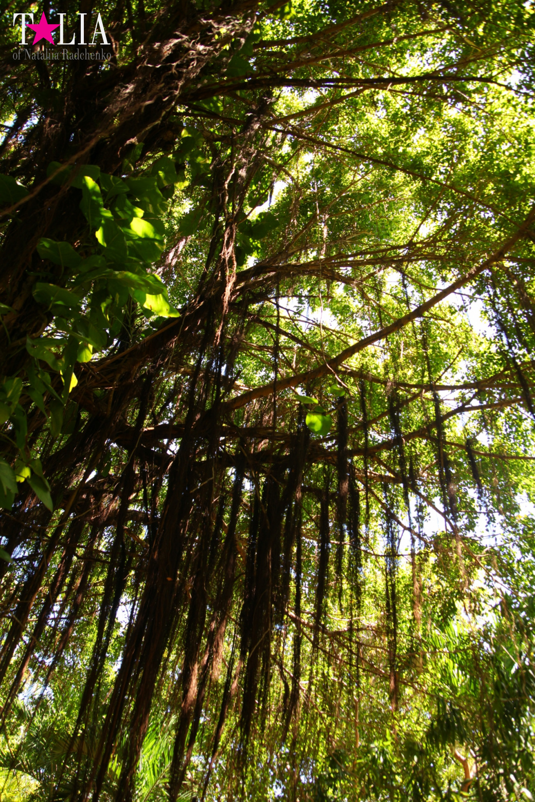 Кенгуру, тигры, черепахи и козлы Джангл Айленд, Майами, Флорида