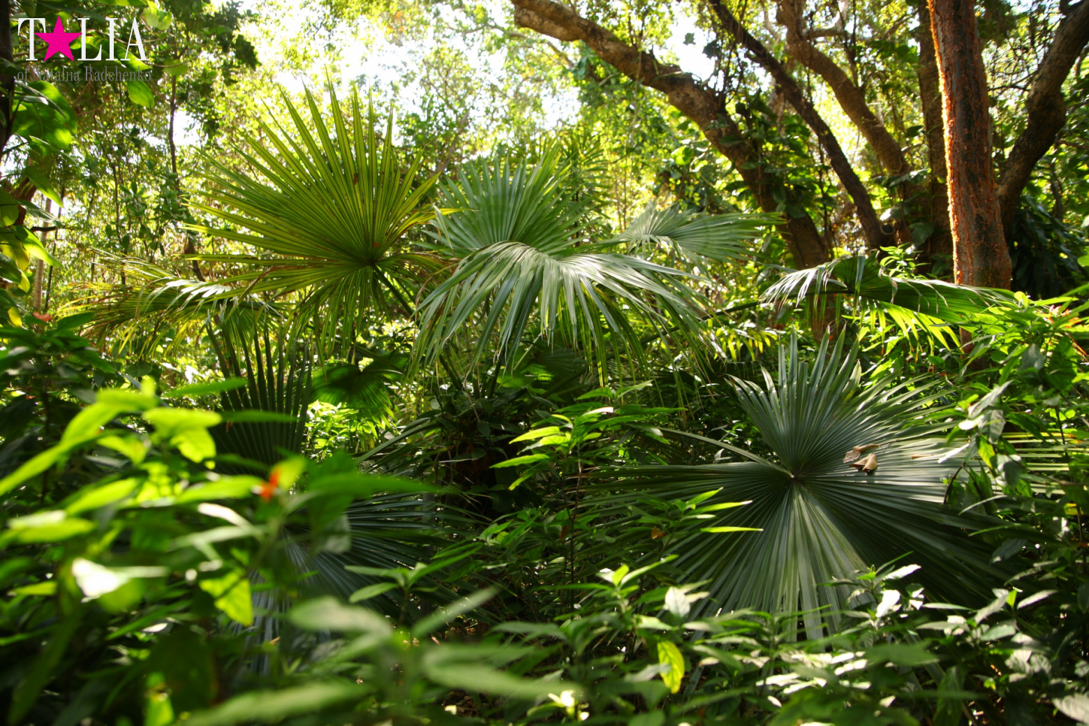 Кенгуру, тигры, черепахи и козлы Джангл Айленд, Майами, Флорида