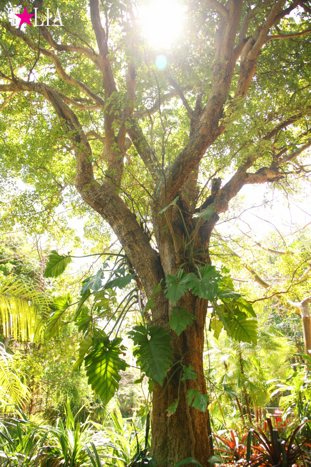 Кенгуру, тигры, черепахи и козлы Джангл Айленд, Майами, Флорида