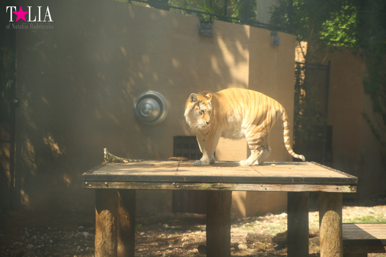 Кенгуру, тигры, черепахи и козлы Джангл Айленд, Майами, Флорида