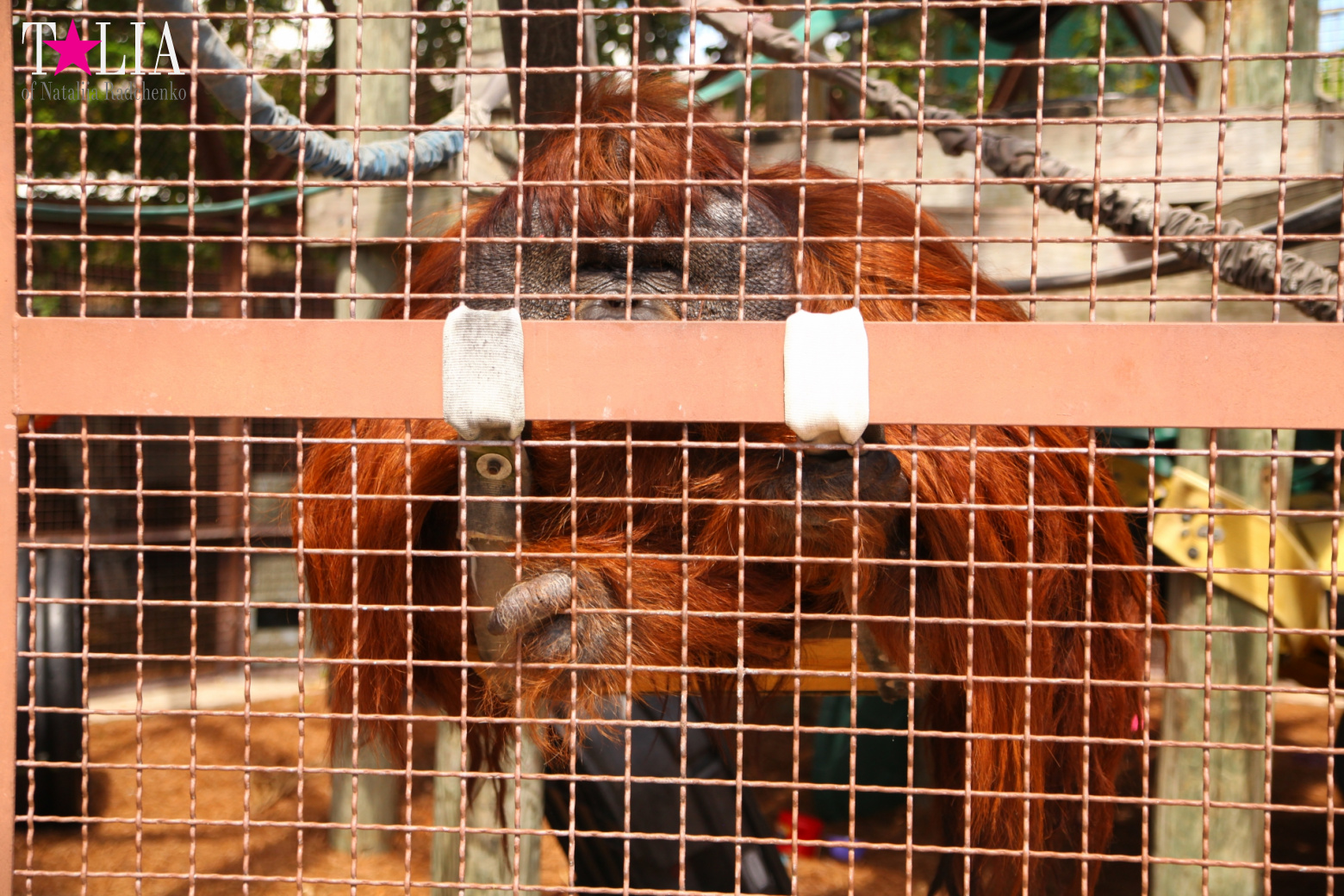 Кенгуру, тигры, черепахи и козлы Джангл Айленд, Майами, Флорида