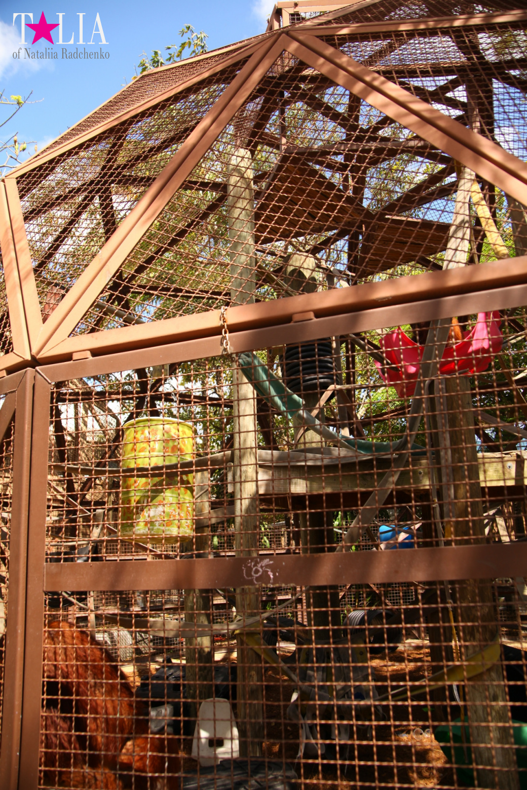 Кенгуру, тигры, черепахи и козлы Джангл Айленд, Майами, Флорида