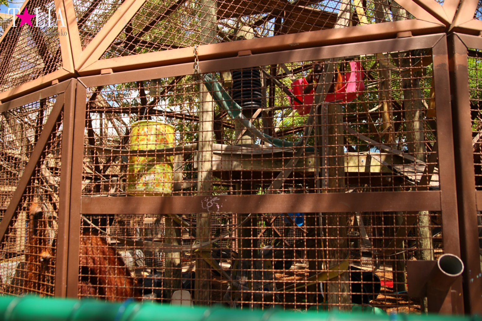 Кенгуру, тигры, черепахи и козлы Джангл Айленд, Майами, Флорида