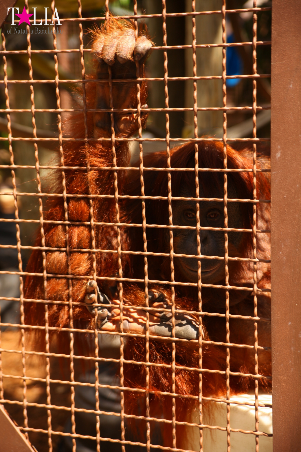 Кенгуру, тигры, черепахи и козлы Джангл Айленд, Майами, Флорида