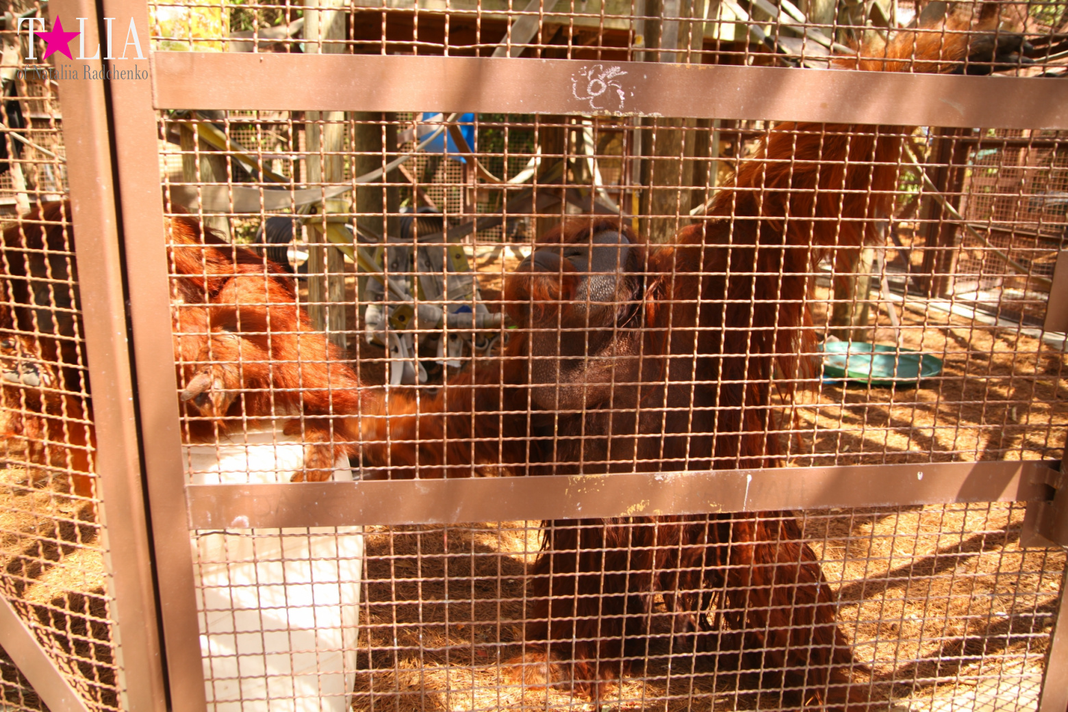 Кенгуру, тигры, черепахи и козлы Джангл Айленд, Майами, Флорида