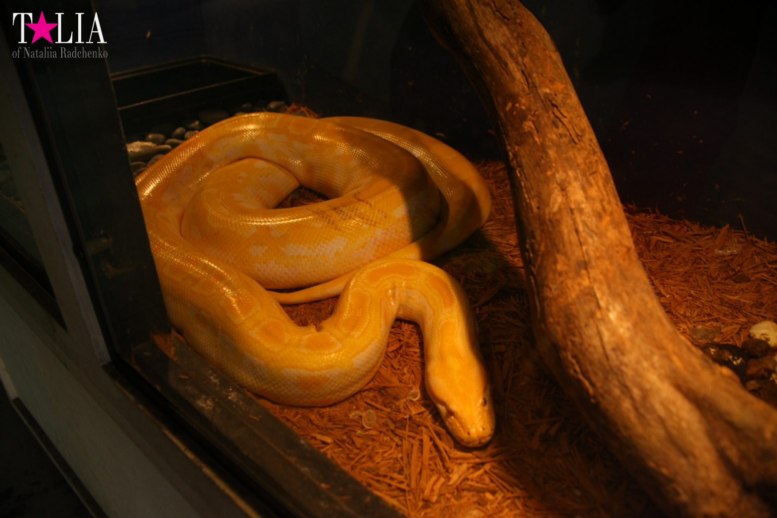 Кенгуру, тигры, черепахи и козлы Джангл Айленд, Майами, Флорида