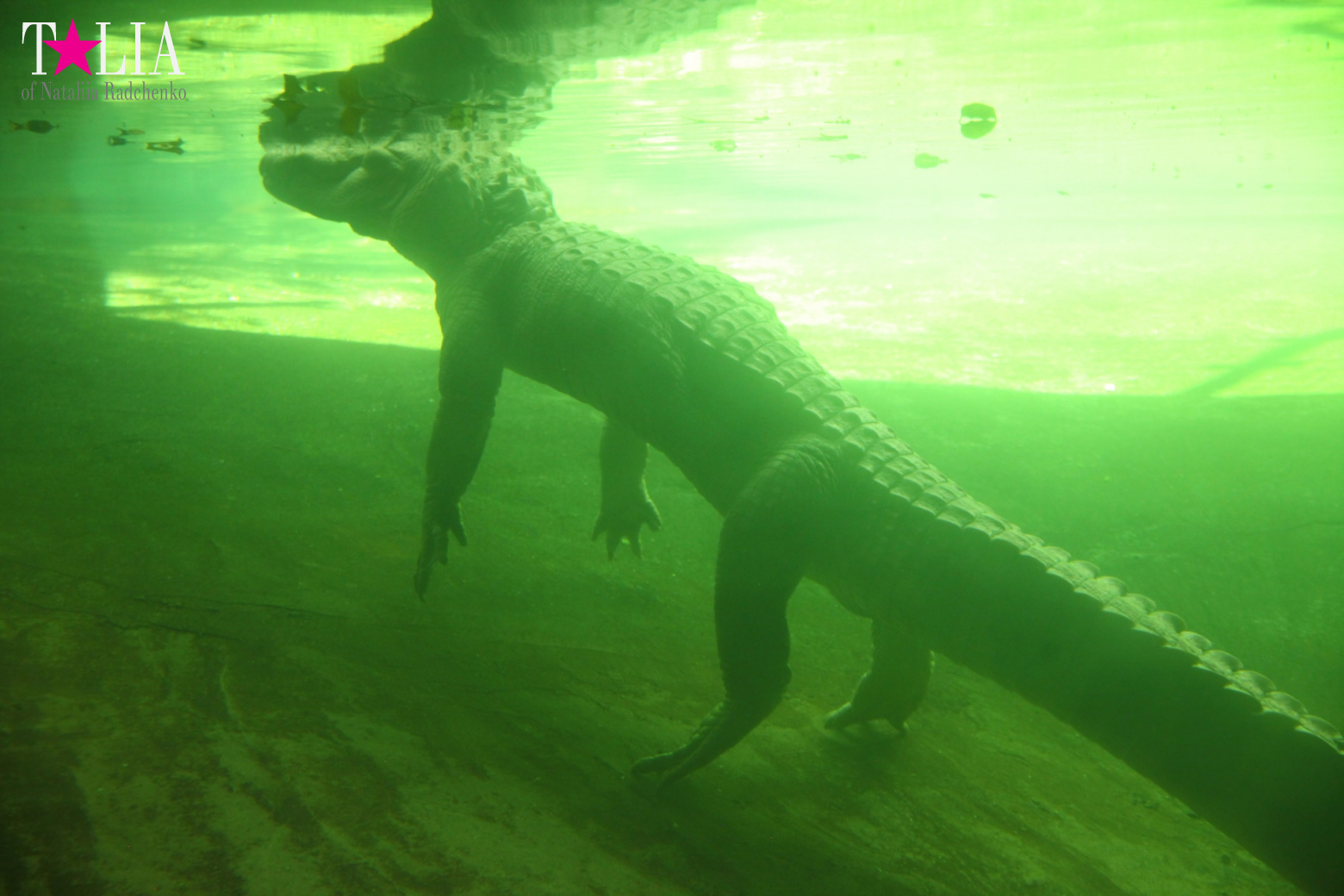 Кенгуру, тигры, черепахи и козлы Джангл Айленд, Майами, Флорида