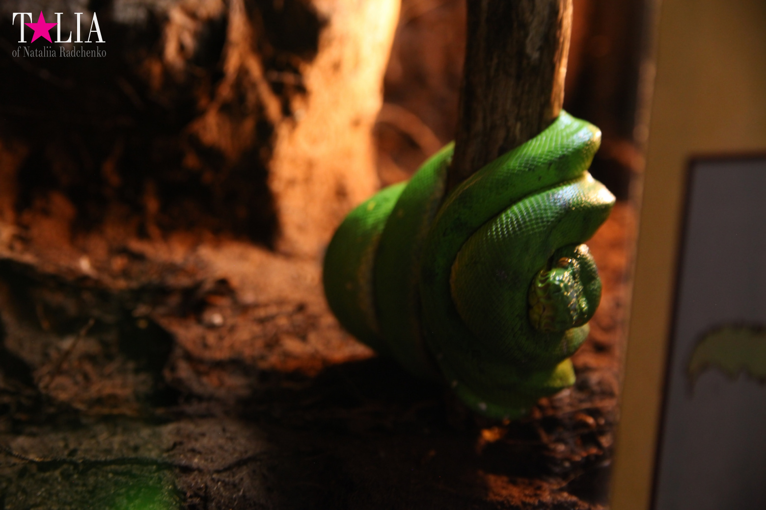 Кенгуру, тигры, черепахи и козлы Джангл Айленд, Майами, Флорида