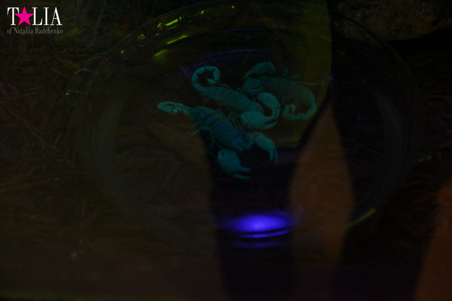 Кенгуру, тигры, черепахи и козлы Джангл Айленд, Майами, Флорида