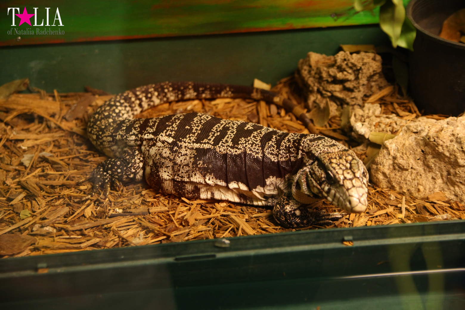 Кенгуру, тигры, черепахи и козлы Джангл Айленд, Майами, Флорида