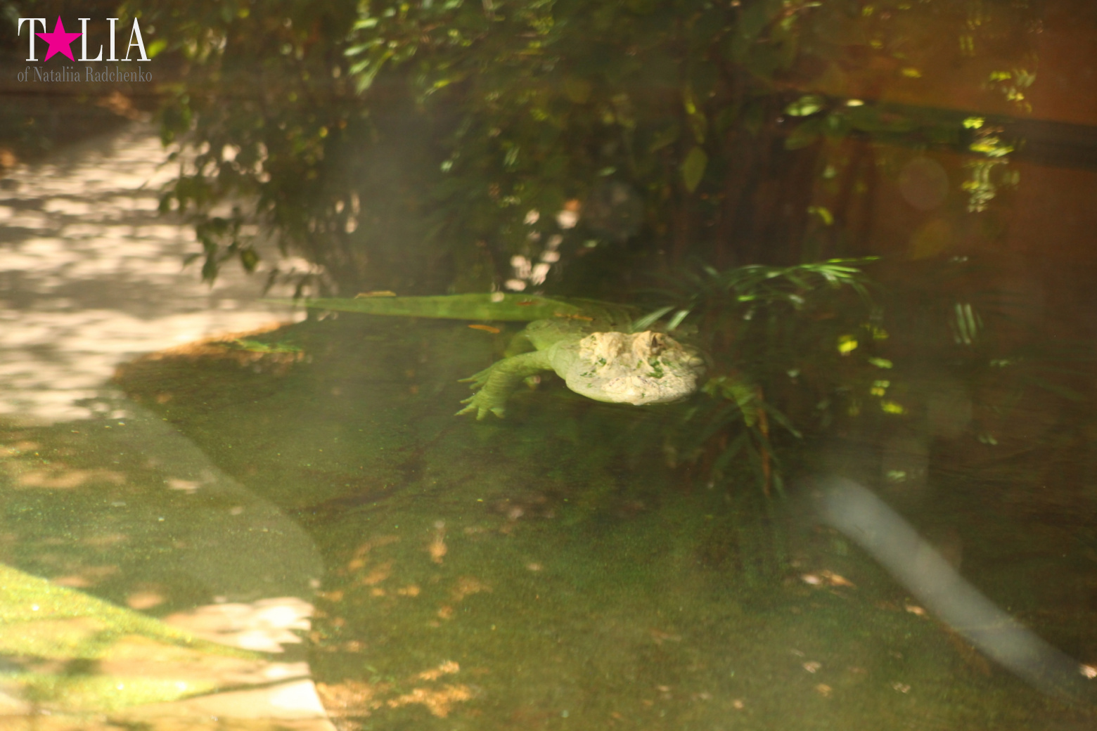 Кенгуру, тигры, черепахи и козлы Джангл Айленд, Майами, Флорида