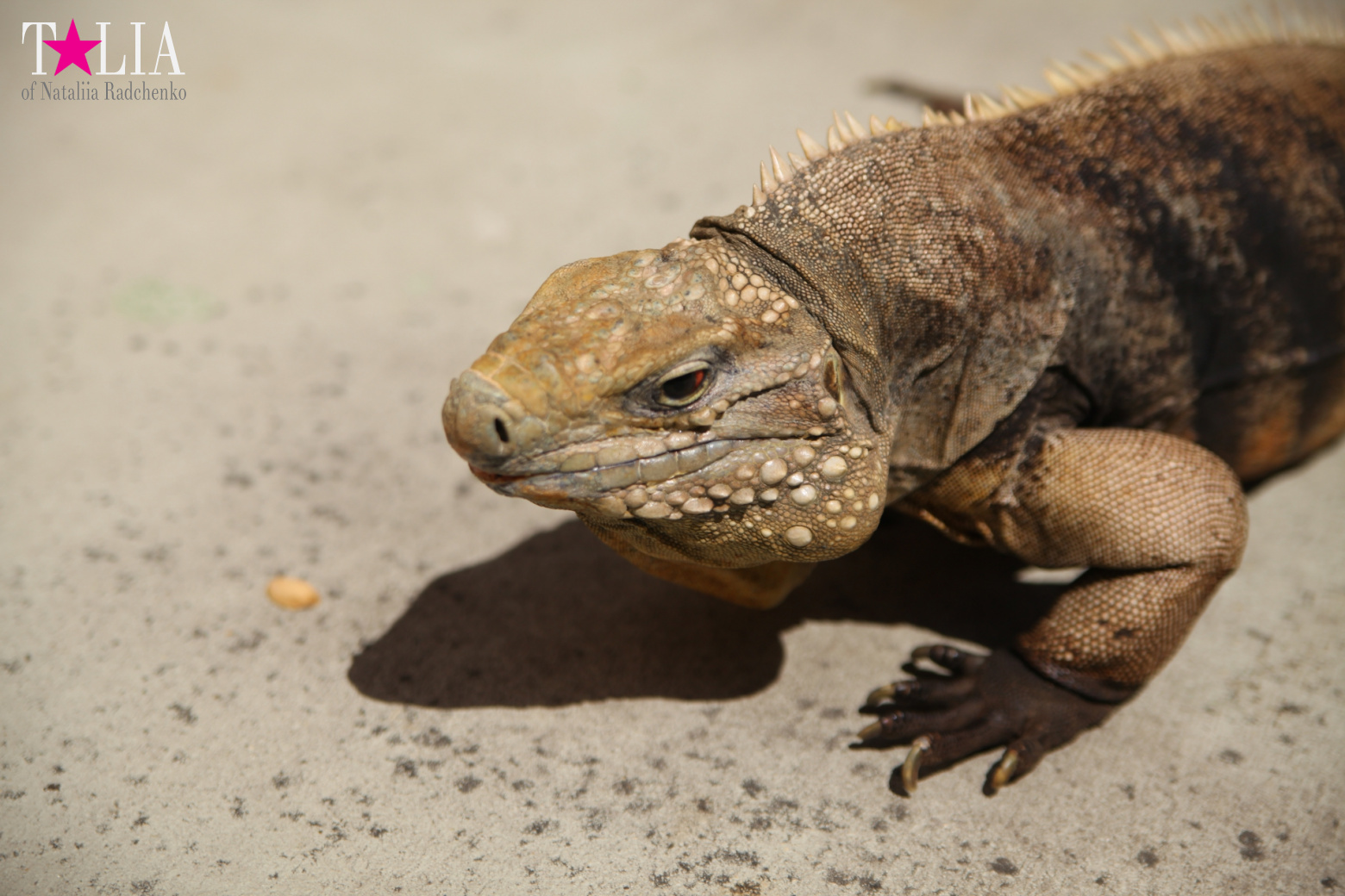 Кенгуру, тигры, черепахи и козлы Джангл Айленд, Майами, Флорида
