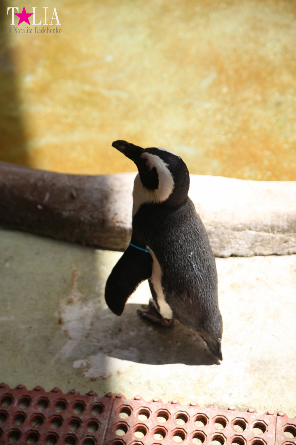 Кенгуру, тигры, черепахи и козлы Джангл Айленд, Майами, Флорида