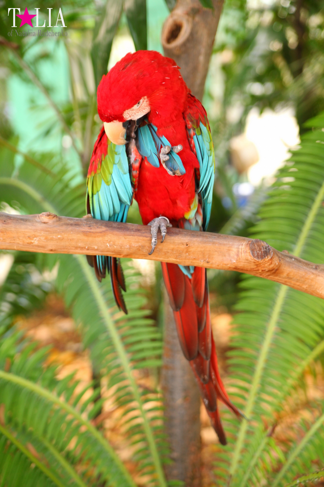 Птицы Джангл Айленд, Майами, Флорида