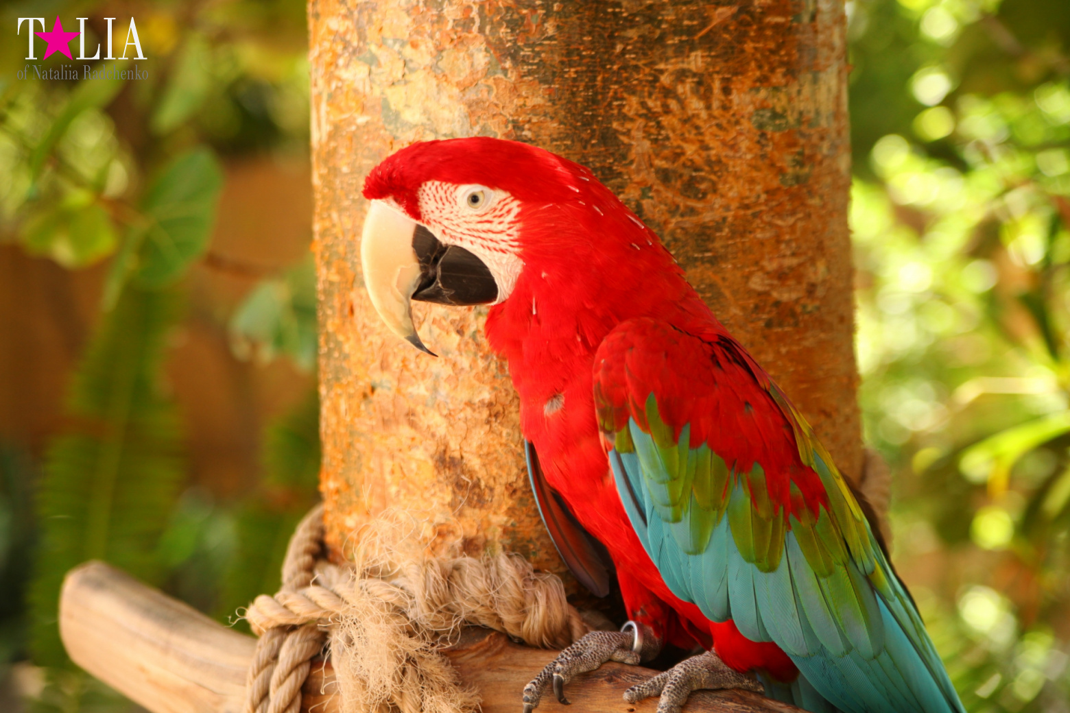 Птицы Джангл Айленд, Майами, Флорида