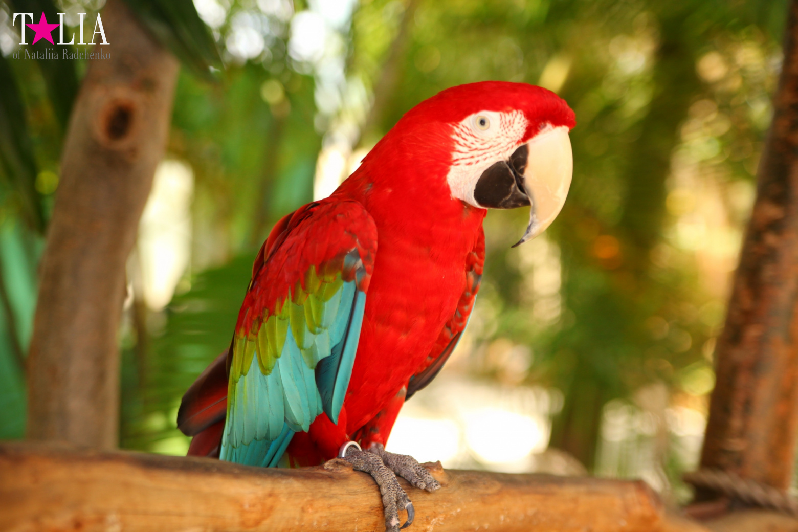 Птицы Джангл Айленд, Майами, Флорида