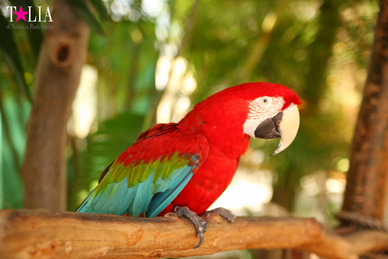 Птицы Джангл Айленд, Майами, Флорида