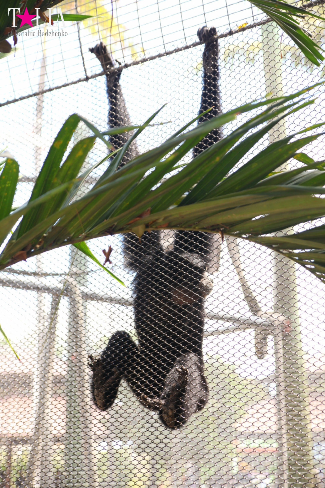 Кенгуру, тигры, черепахи и козлы Джангл Айленд, Майами, Флорида