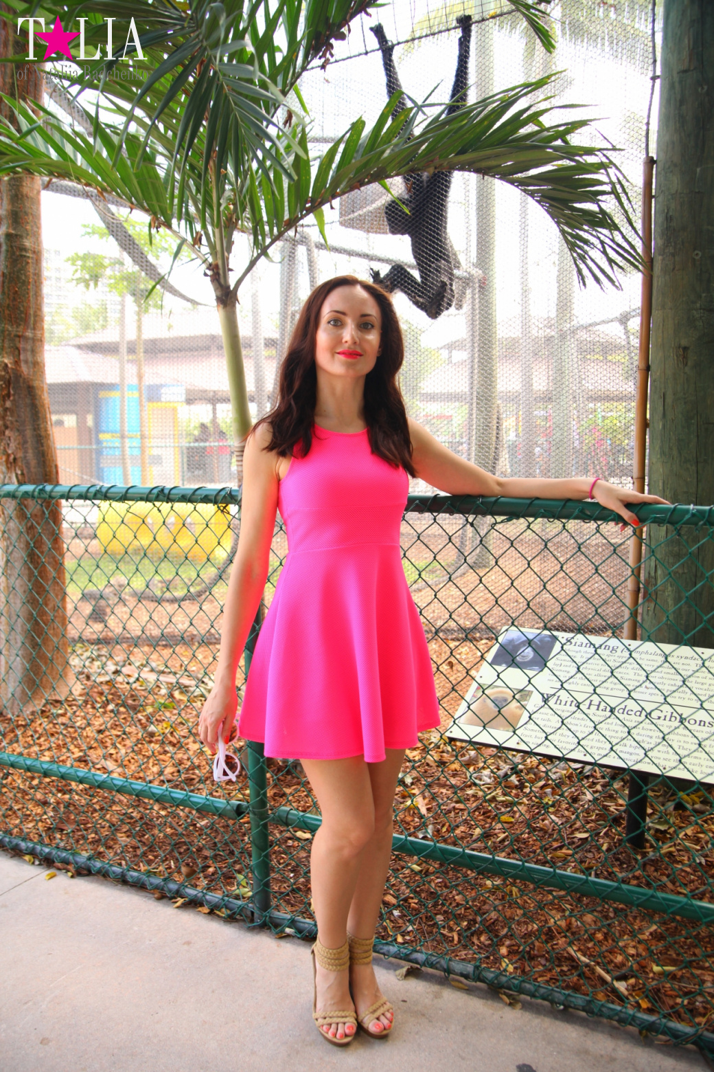 Кенгуру, тигры, черепахи и козлы Джангл Айленд, Майами, Флорида