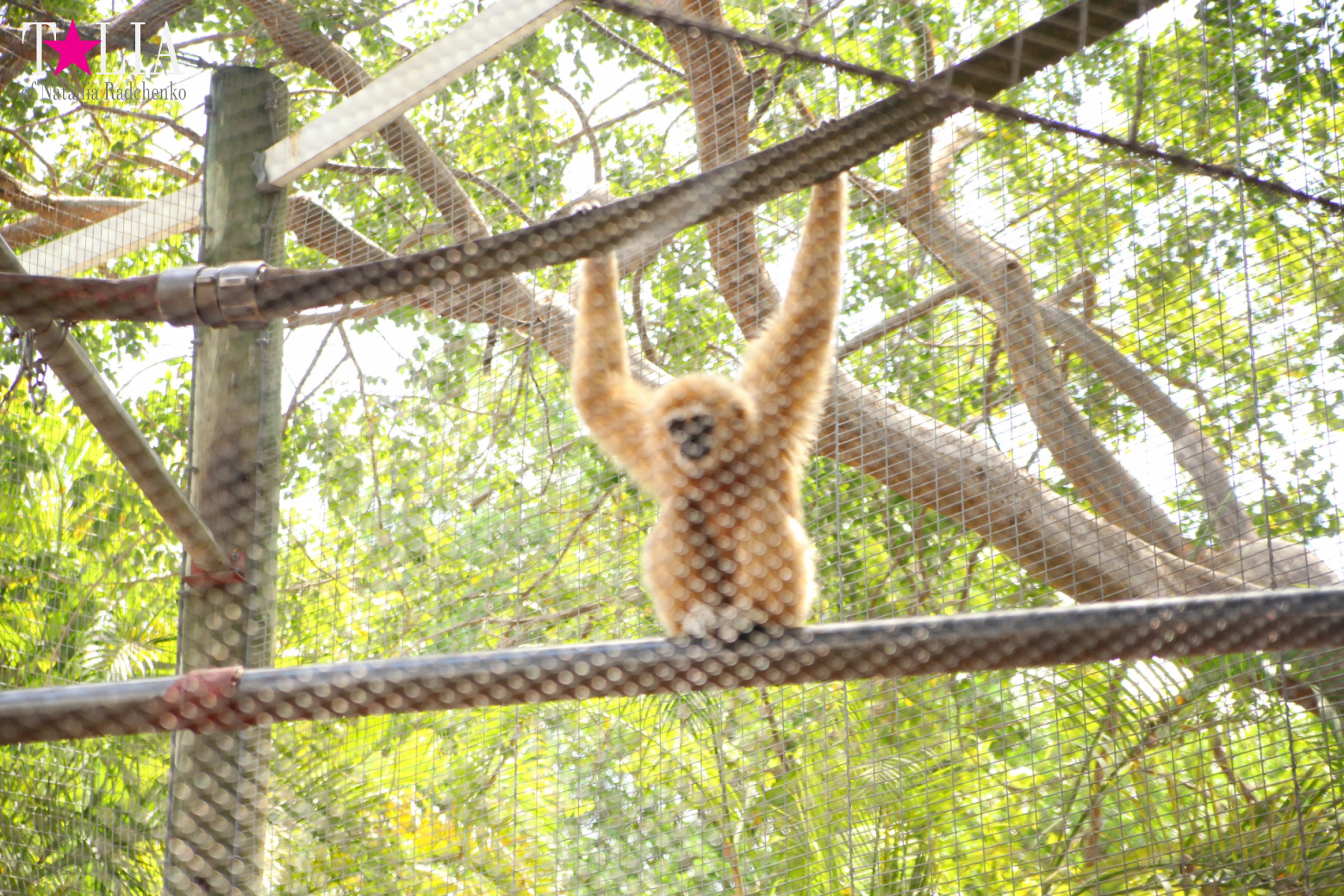 Кенгуру, тигры, черепахи и козлы Джангл Айленд, Майами, Флорида