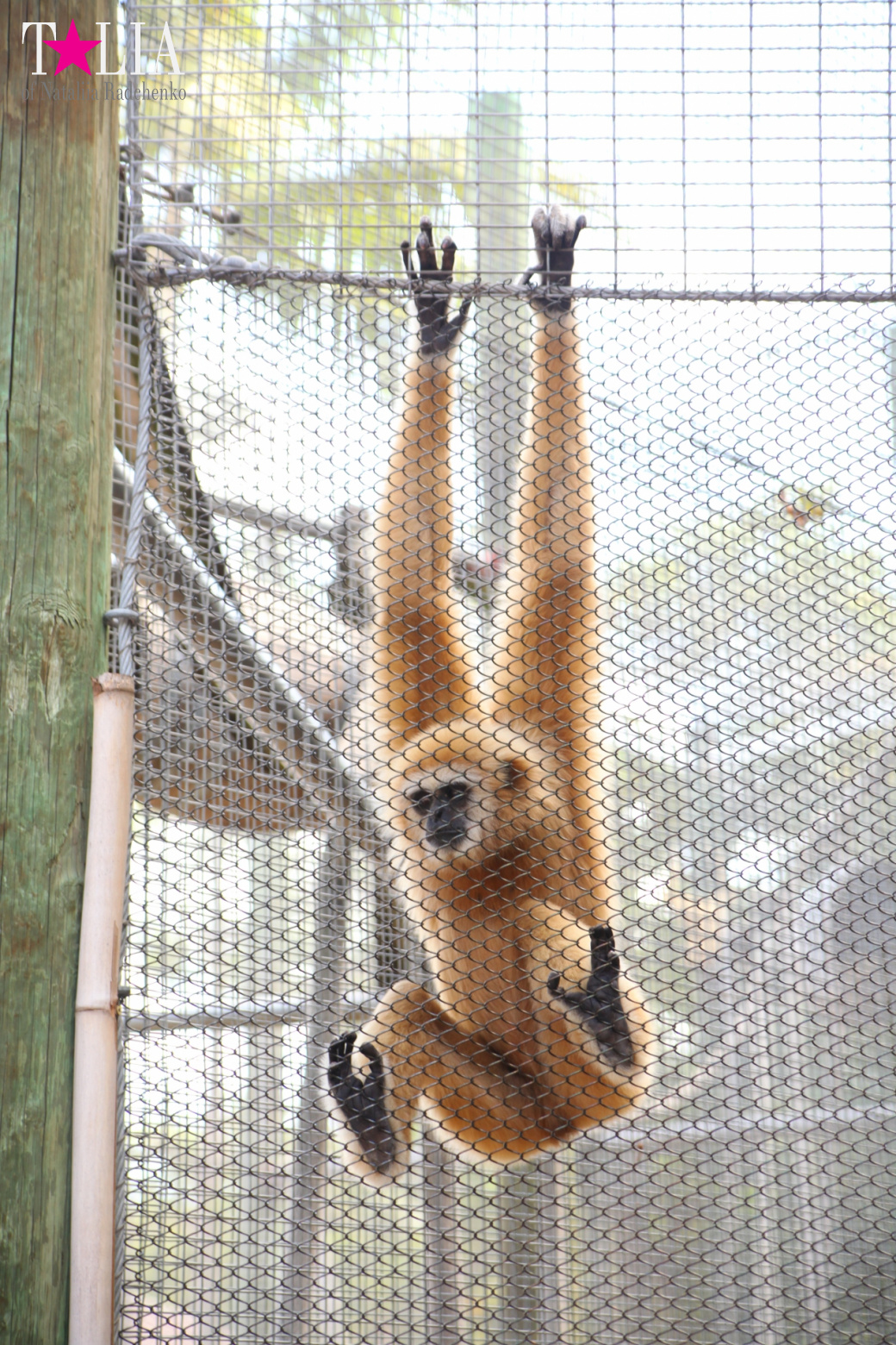 Кенгуру, тигры, черепахи и козлы Джангл Айленд, Майами, Флорида