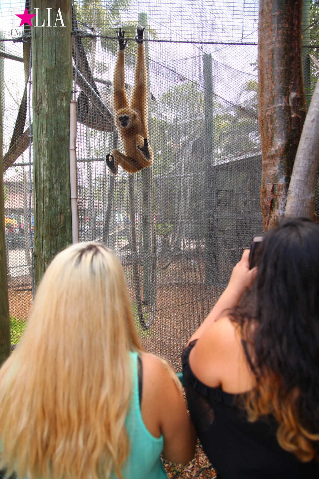 Кенгуру, тигры, черепахи и козлы Джангл Айленд, Майами, Флорида