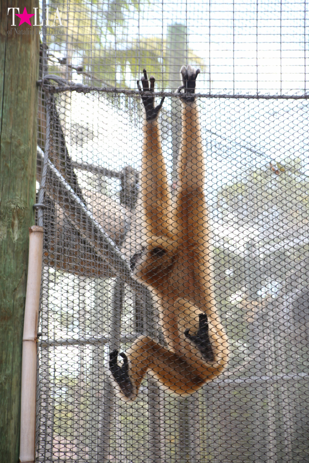 Кенгуру, тигры, черепахи и козлы Джангл Айленд, Майами, Флорида