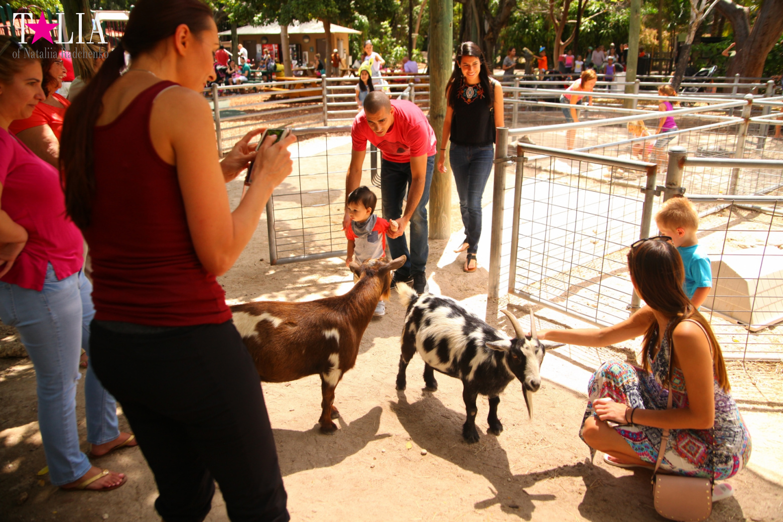 Кенгуру, тигры, черепахи и козлы Джангл Айленд, Майами, Флорида