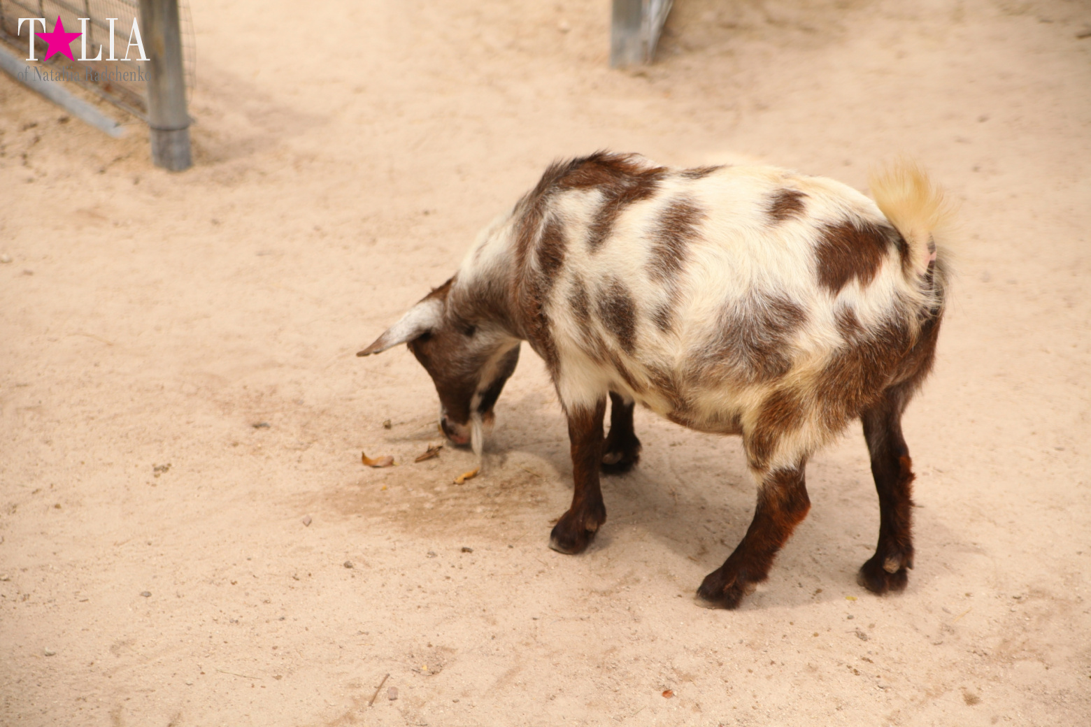 Кенгуру, тигры, черепахи и козлы Джангл Айленд, Майами, Флорида
