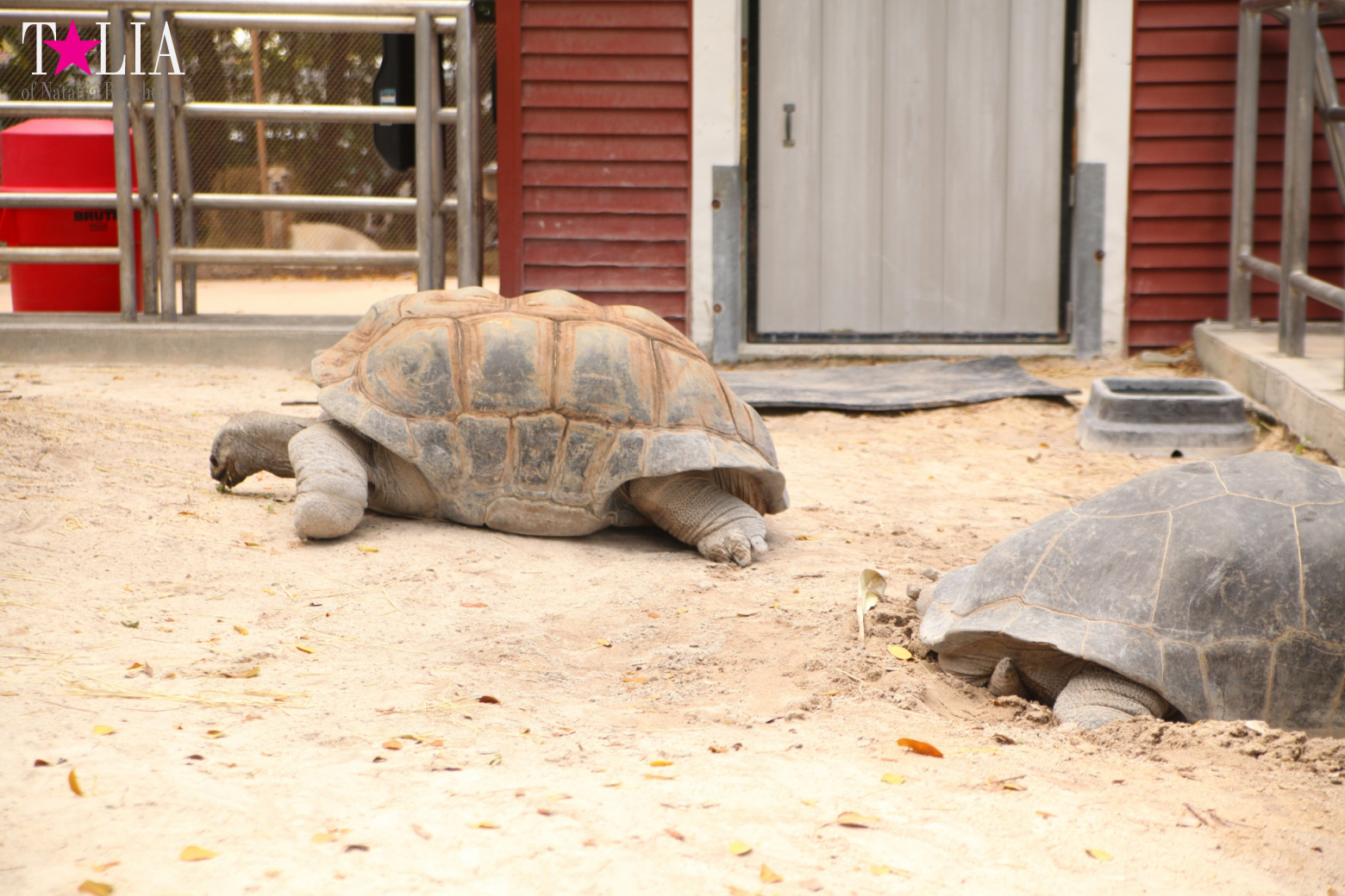 Кенгуру, тигры, черепахи и козлы Джангл Айленд, Майами, Флорида