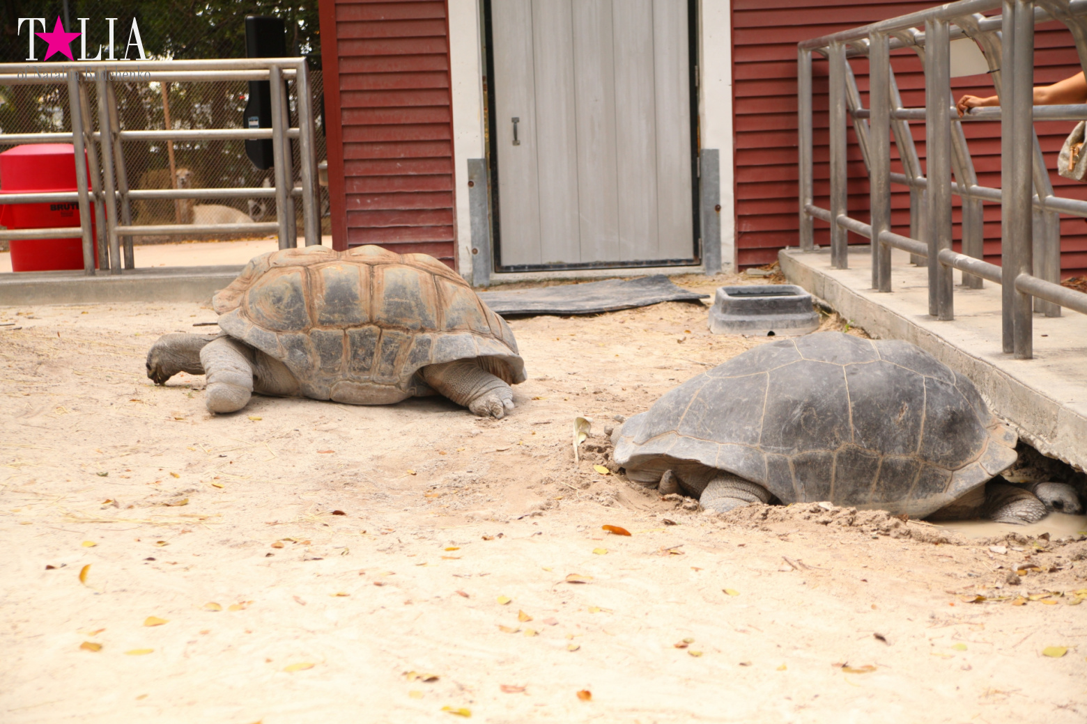 Кенгуру, тигры, черепахи и козлы Джангл Айленд, Майами, Флорида