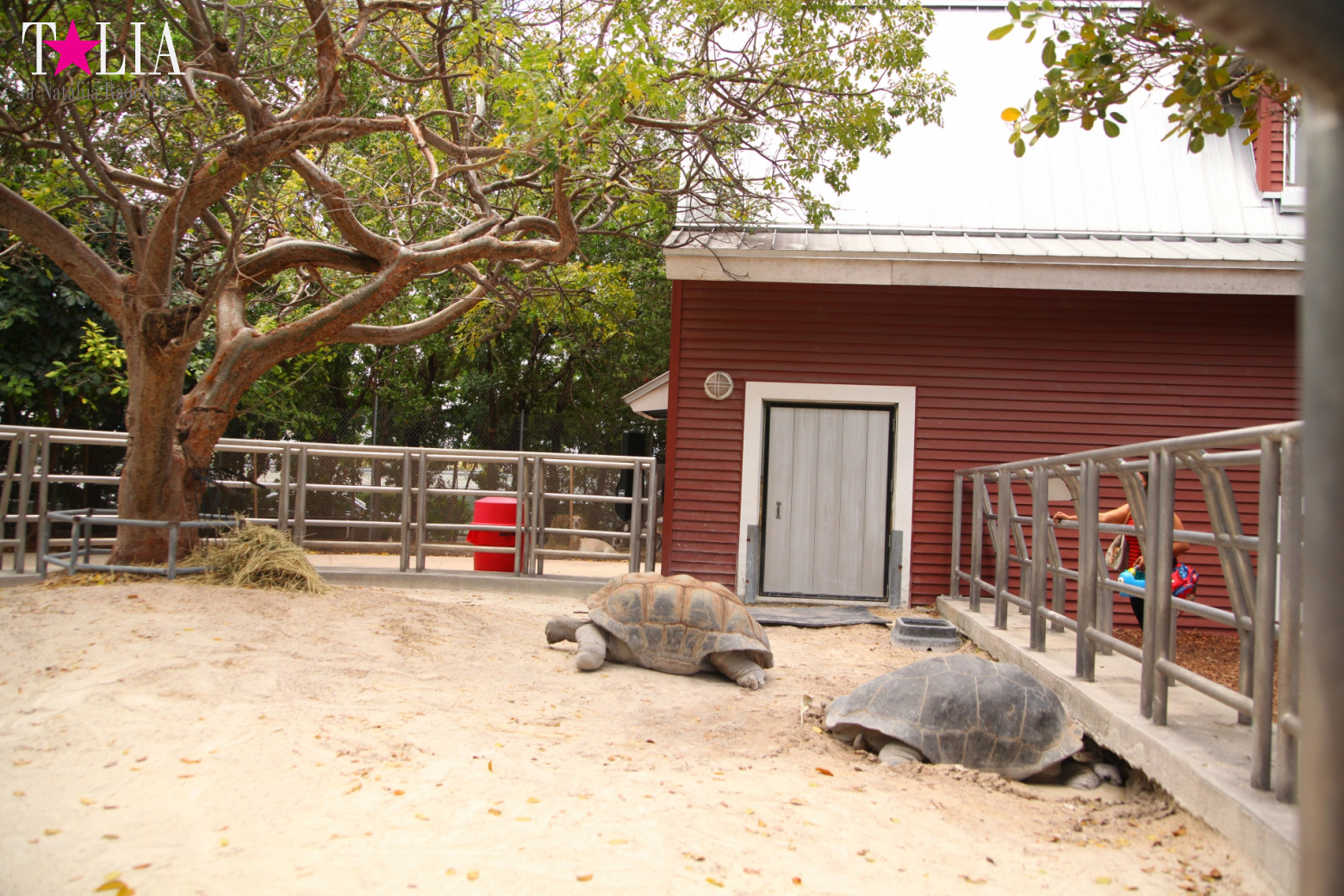 Кенгуру, тигры, черепахи и козлы Джангл Айленд, Майами, Флорида