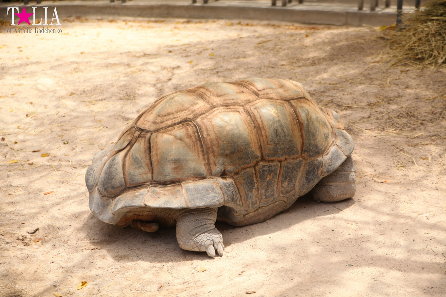 Кенгуру, тигры, черепахи и козлы Джангл Айленд, Майами, Флорида