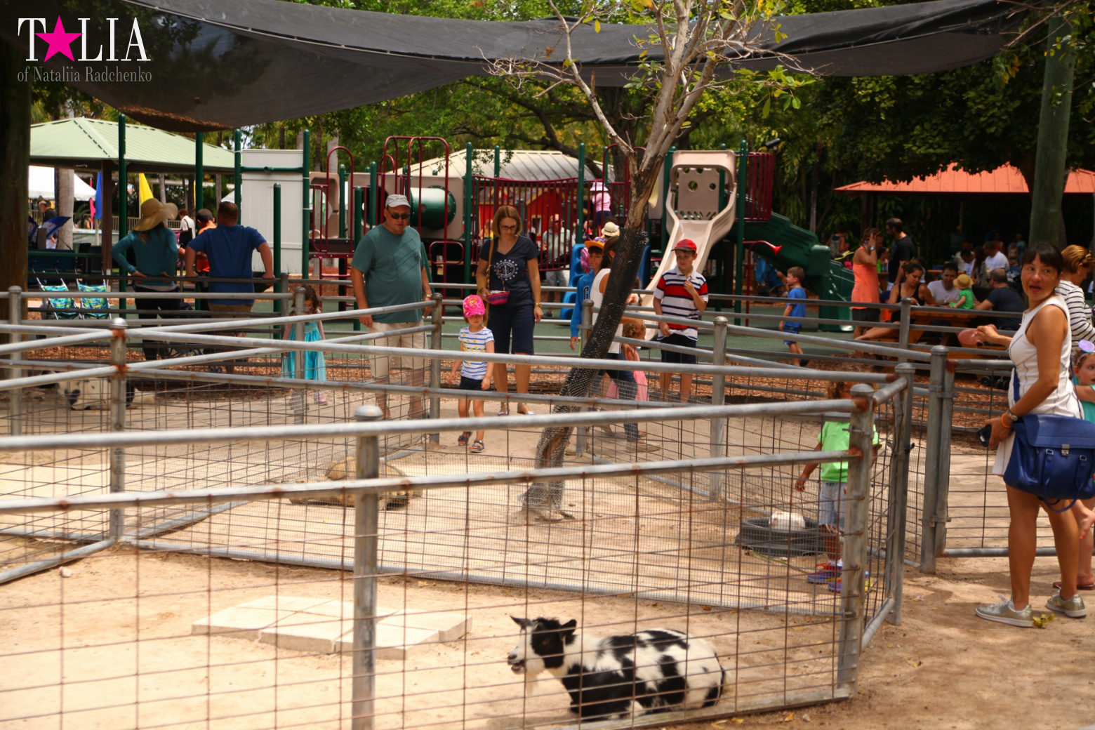 Кенгуру, тигры, черепахи и козлы Джангл Айленд, Майами, Флорида