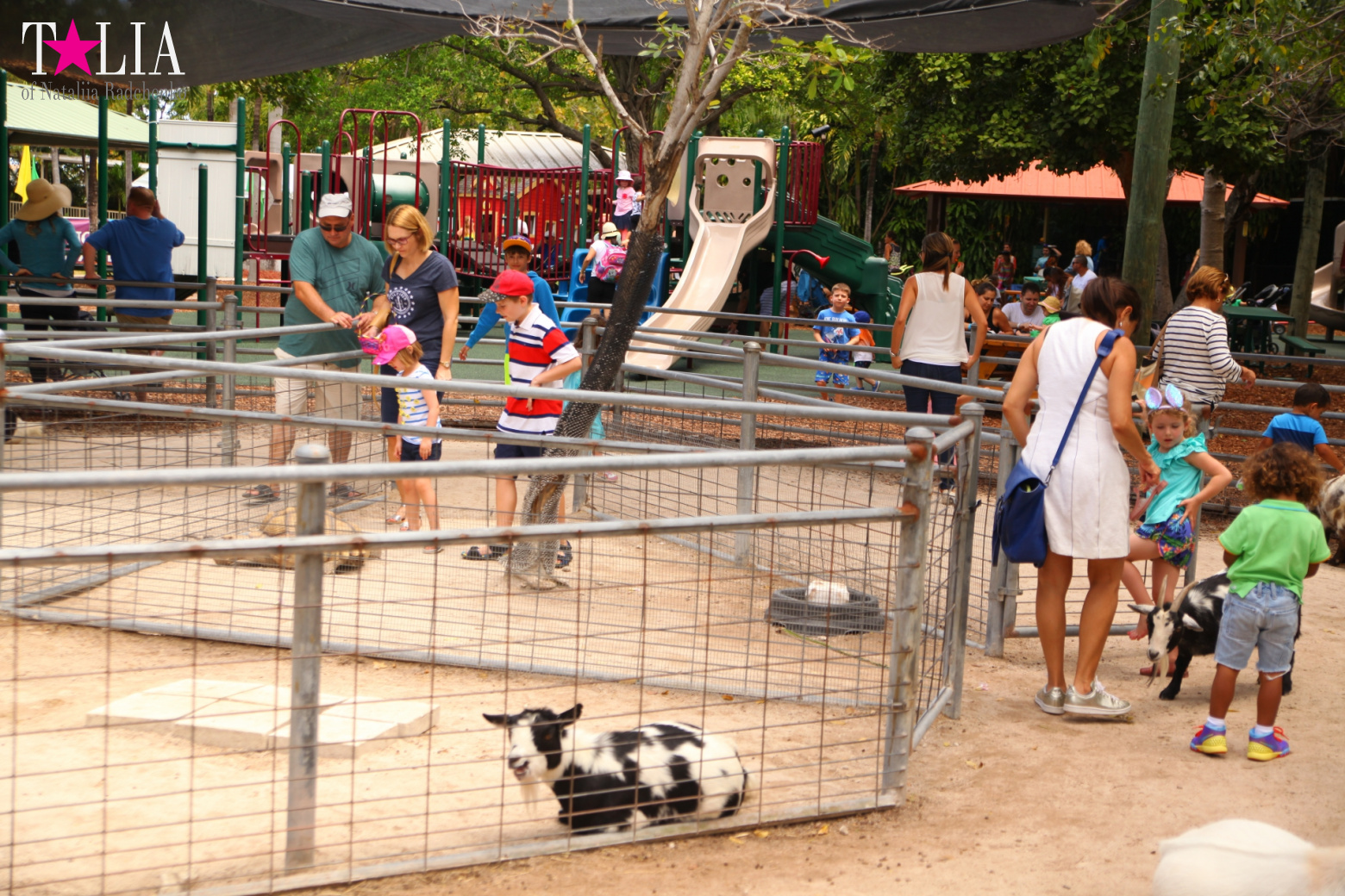 Кенгуру, тигры, черепахи и козлы Джангл Айленд, Майами, Флорида
