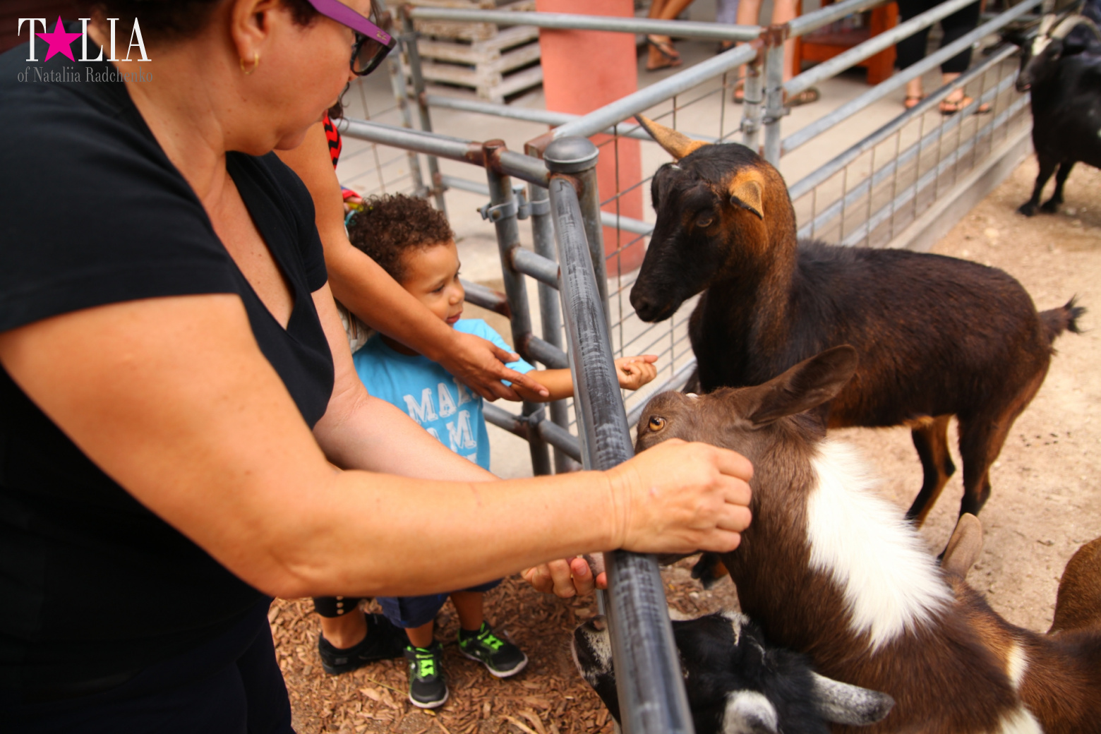 Кенгуру, тигры, черепахи и козлы Джангл Айленд, Майами, Флорида