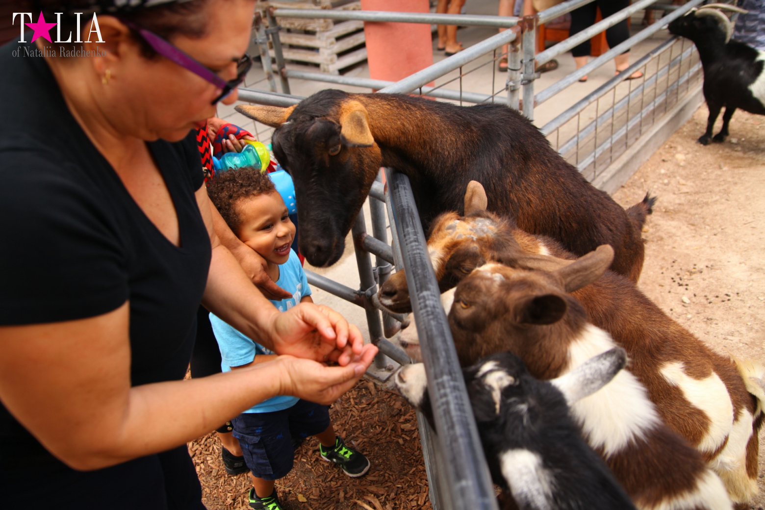 Кенгуру, тигры, черепахи и козлы Джангл Айленд, Майами, Флорида