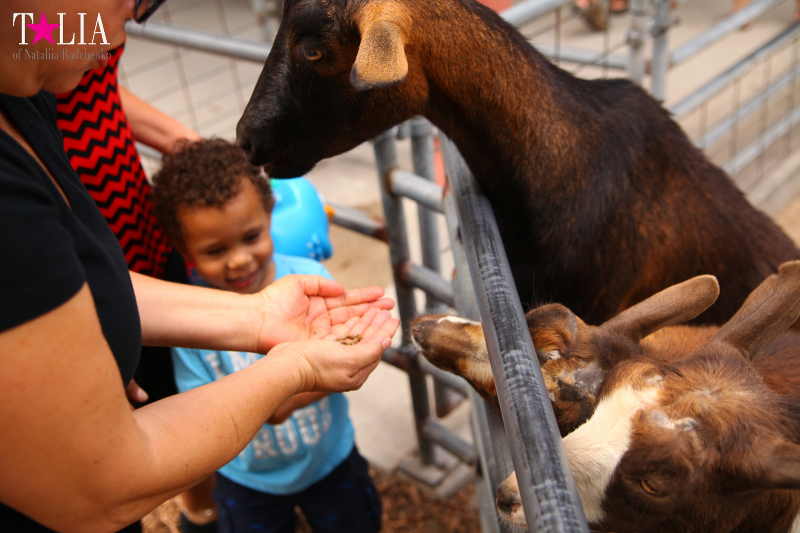 Кенгуру, тигры, черепахи и козлы Джангл Айленд, Майами, Флорида