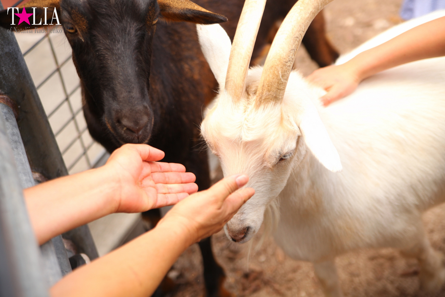 Кенгуру, тигры, черепахи и козлы Джангл Айленд, Майами, Флорида