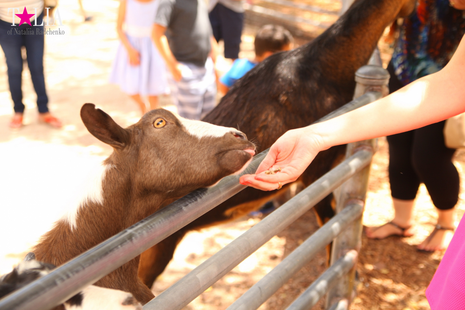 Кенгуру, тигры, черепахи и козлы Джангл Айленд, Майами, Флорида