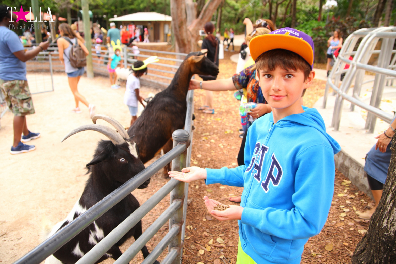 Кенгуру, тигры, черепахи и козлы Джангл Айленд, Майами, Флорида