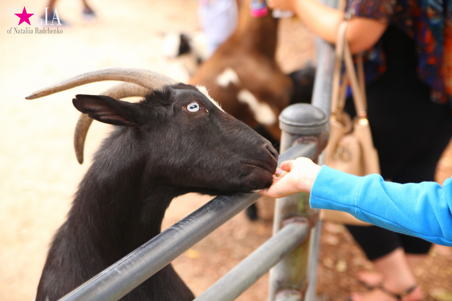 Кенгуру, тигры, черепахи и козлы Джангл Айленд, Майами, Флорида