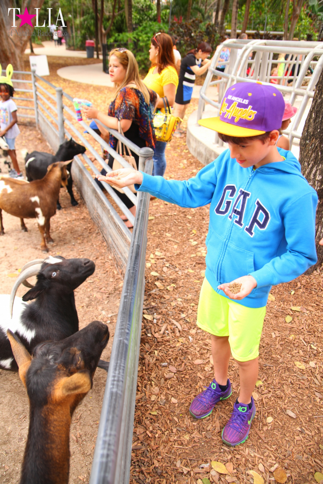 Кенгуру, тигры, черепахи и козлы Джангл Айленд, Майами, Флорида