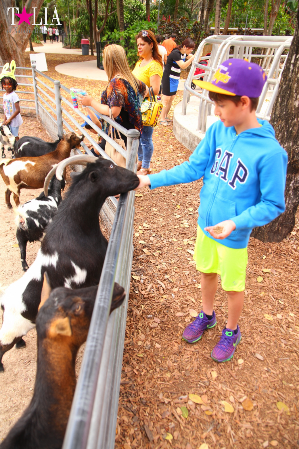 Кенгуру, тигры, черепахи и козлы Джангл Айленд, Майами, Флорида