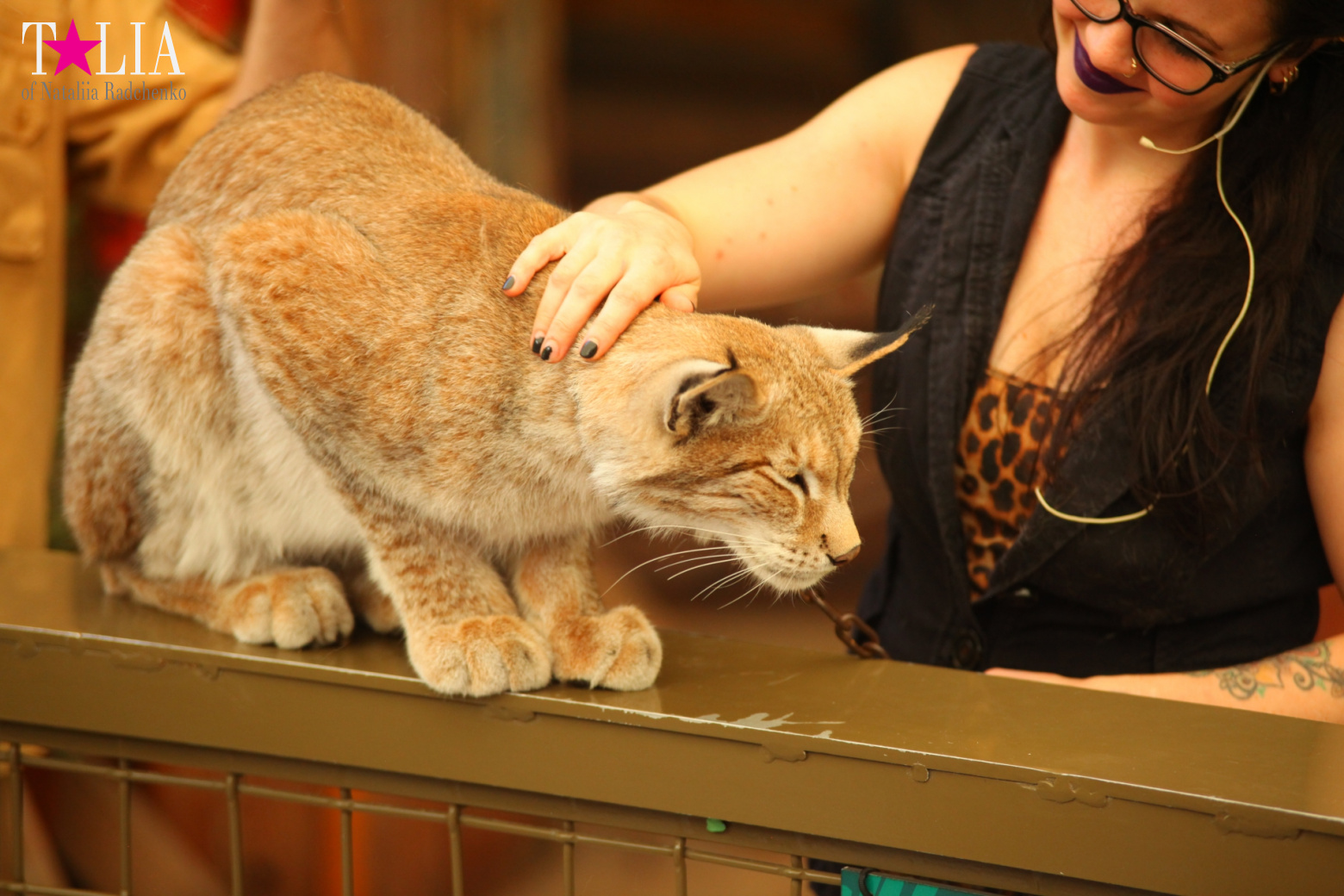 Кенгуру, тигры, черепахи и козлы Джангл Айленд, Майами, Флорида