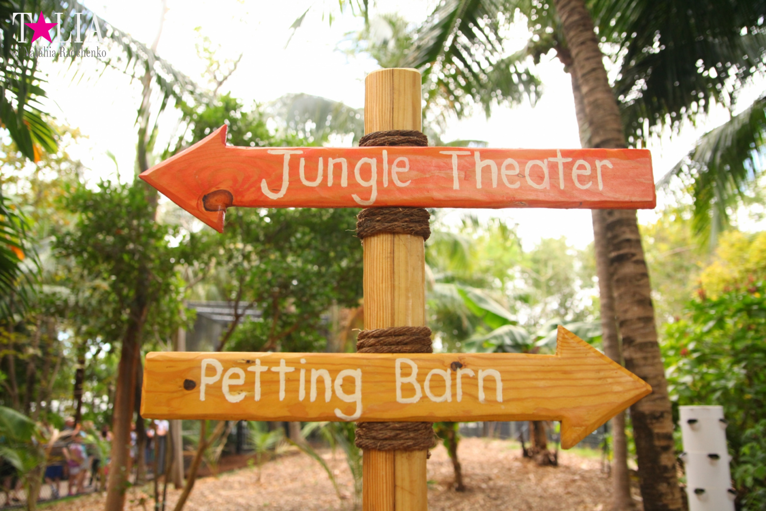 Кенгуру, тигры, черепахи и козлы Джангл Айленд, Майами, Флорида