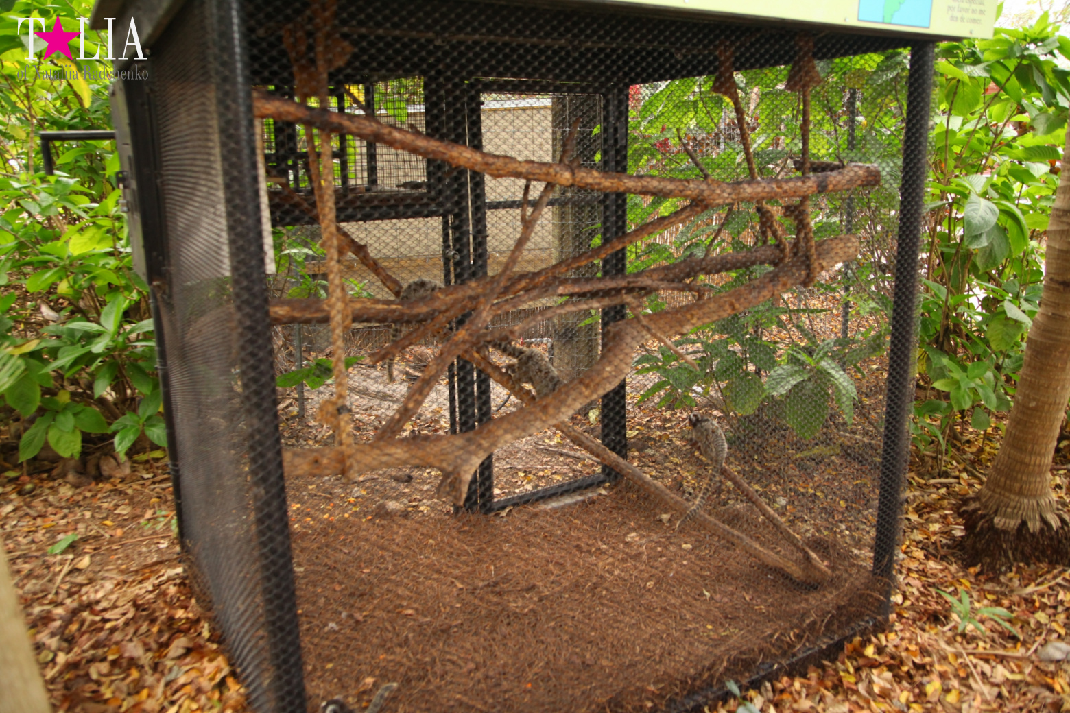 Кенгуру, тигры, черепахи и козлы Джангл Айленд, Майами, Флорида