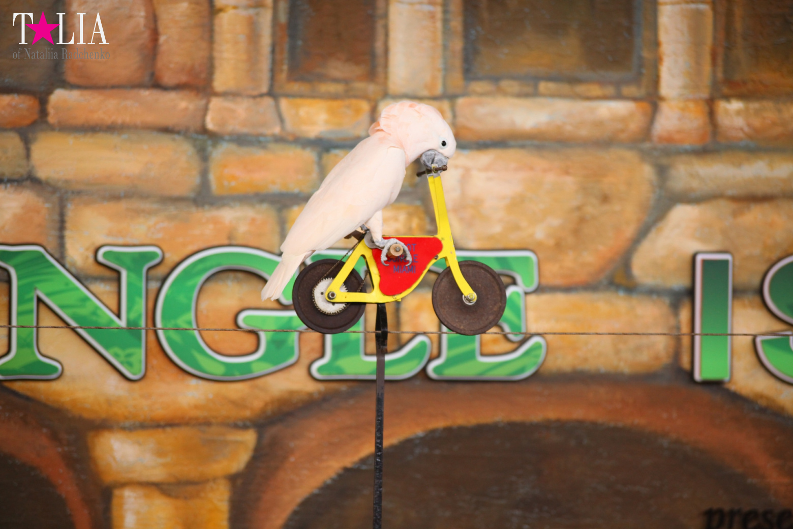 Птицы Джангл Айленд, Майами, Флорида